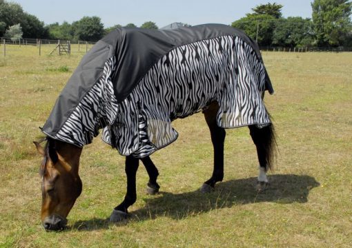 646 Zambia Zebra web EMS Equestrian
